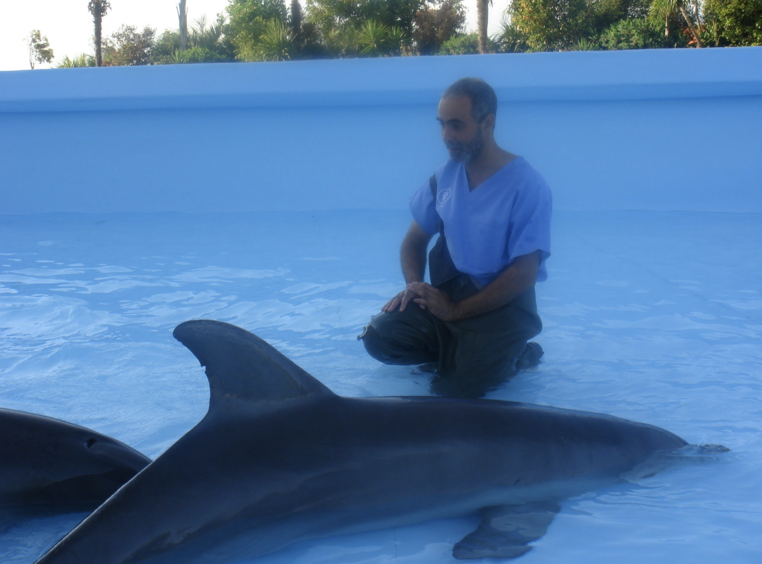 Tris trabajando con delfines