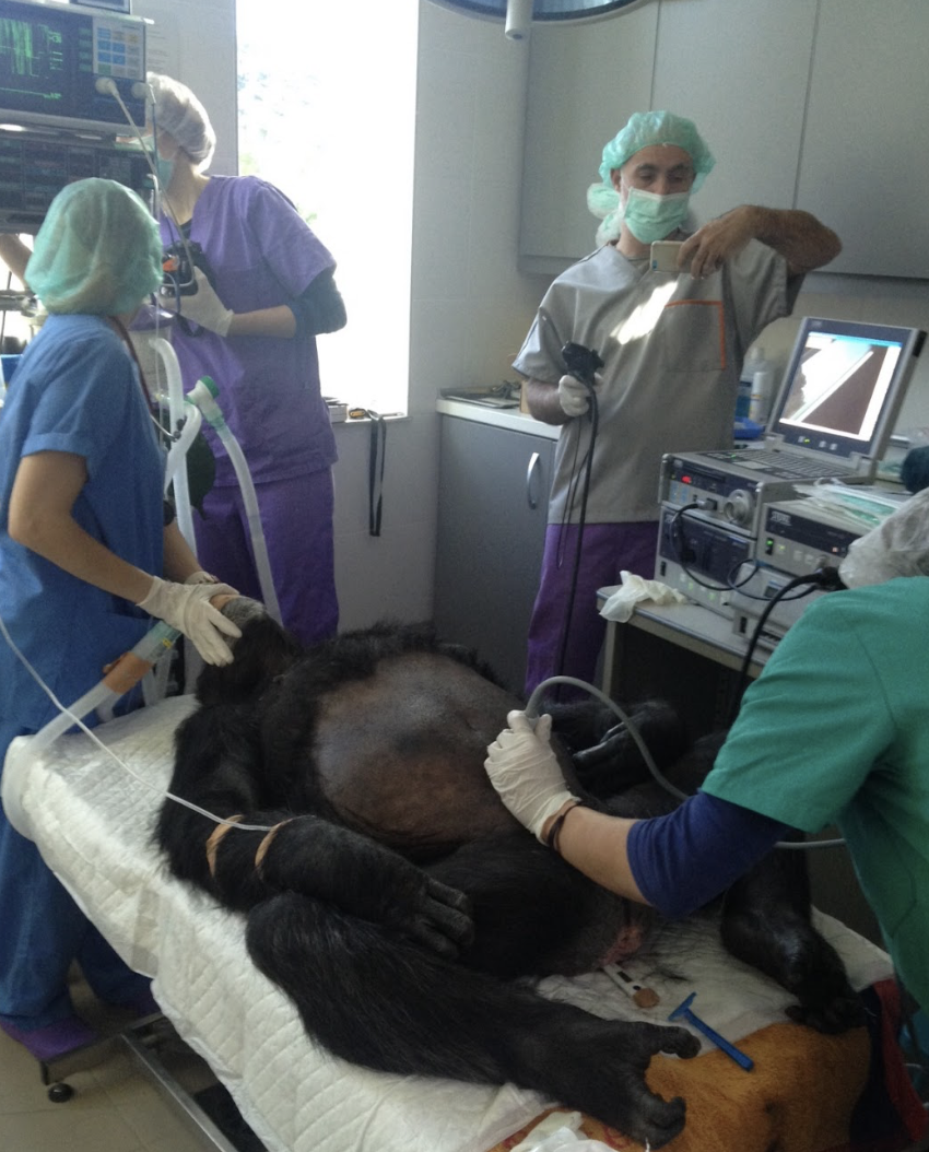 Tris durante una endoscopia a un primate